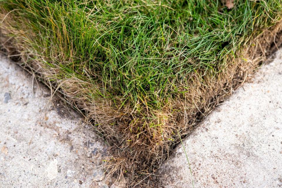 The corner of a lawn with concrete on either side.