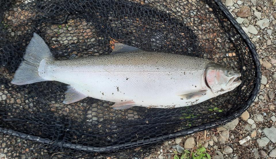 A steelhead trout caught by an angler on Walnut Creek near Lake Erie. The Pennsylvania Fish and Boat Commission's law enforcement staff has witnessed an increase in anglers illegally snagging or scooping fish with nets in Erie County over the past four months.
