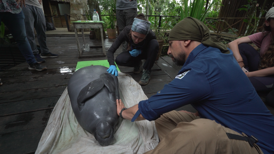 Trujillo, pictured right, and veterinarian María Jimena Valderrama, center, perform a work-up on a rescued manatee at Omacha Foundation's rehabilitation facility. This species is considered vulnerable in the Amazon. - CNN