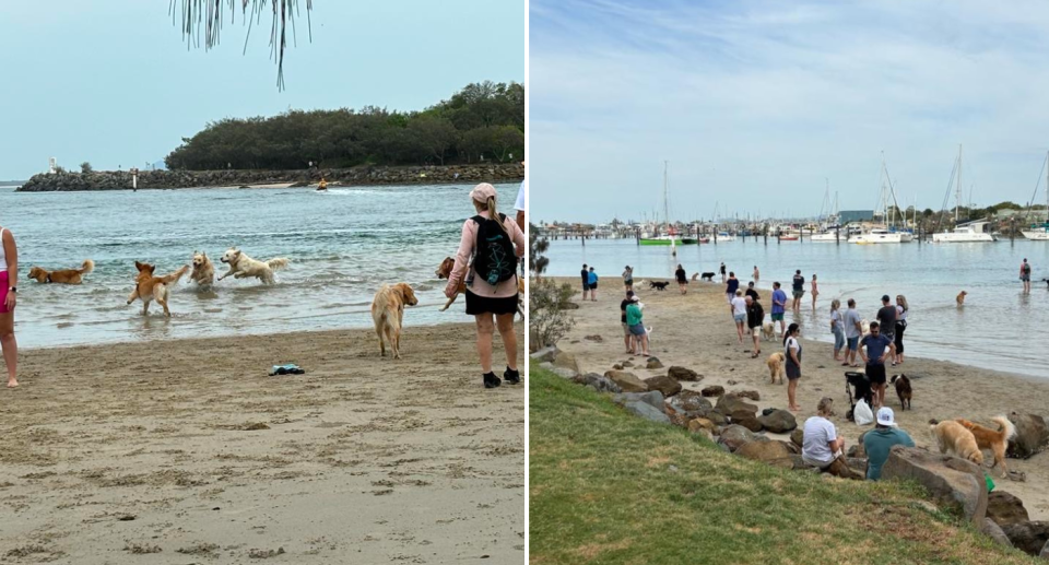 Images from the weekly golden retriever catch up in Point Cartwright. 