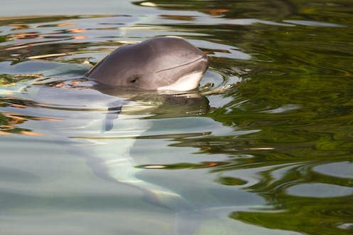 <span class="caption">Harbour porpoises are the most common toothed whale in the turbine-rich North Sea.</span> <span class="attribution"><a class="link " href="https://www.shutterstock.com/image-photo/harbour-porpoise-phocoena-2137783321" rel="nofollow noopener" target="_blank" data-ylk="slk:Onutancu/Shutterstock;elm:context_link;itc:0;sec:content-canvas">Onutancu/Shutterstock</a></span>