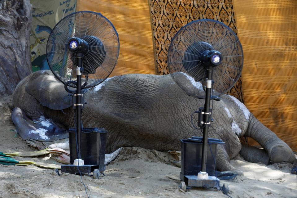 2023年4月22日，巴基斯坦喀拉蚩動物園的大象奴兒潔罕在摔進池塘受傷9天後過世。路透社