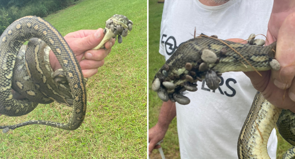 Two images of the tick infested snake being held by a man. Left hand side picture is at a distance. The one on the right is close up.