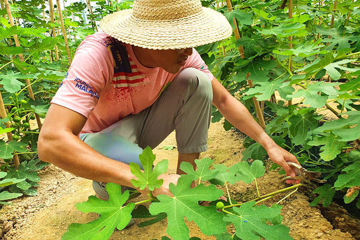 Building a farm from scratch and planting an unfamiliar fruit such as figs is a challenge.