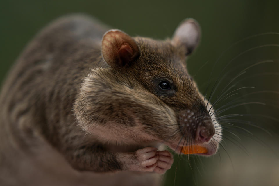 Runa, an African giant pouched rat, eats a treat of squash after searching and finding a pouch of chamomile tea during a presentation at the San Diego Zoo Thursday, April 13, 2023, in San Diego. Runa appears weekly in demonstrations at the zoo to show how her keen sense of smell can be used to find everything from illegal shipments of wildlife to landmines. She is one of a handful of so-called rat ambassadors showing off the virtues of rats at three U.S. zoos. (AP Photo/Gregory Bull)