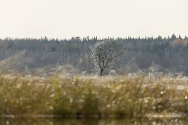 James Donald/Paddling NB