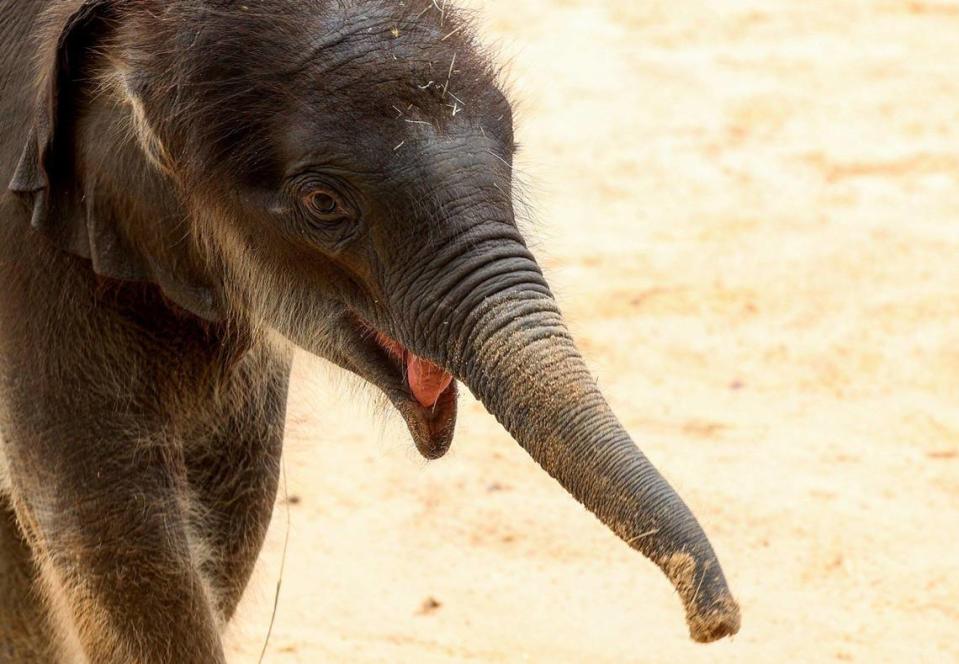 Travis, the newest Asian elephant born at the Fort Worth Zoo, plays in one of the seven yards that are part of expanded elephant habitat on Tuesday, March 21, 2023. Asian elephants are critically endangered. Since 2018 there have been only 16 births in Association of Zoos & Aquariums facilities.