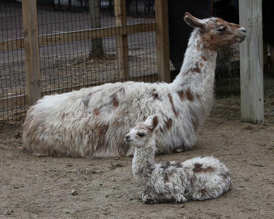 Llamas will be among the animals that will delight children and adults alike at the Barnyard Babies Family Festival on April 22 at the National Agricultural Center and Hall of Fame in Bonner Springs.