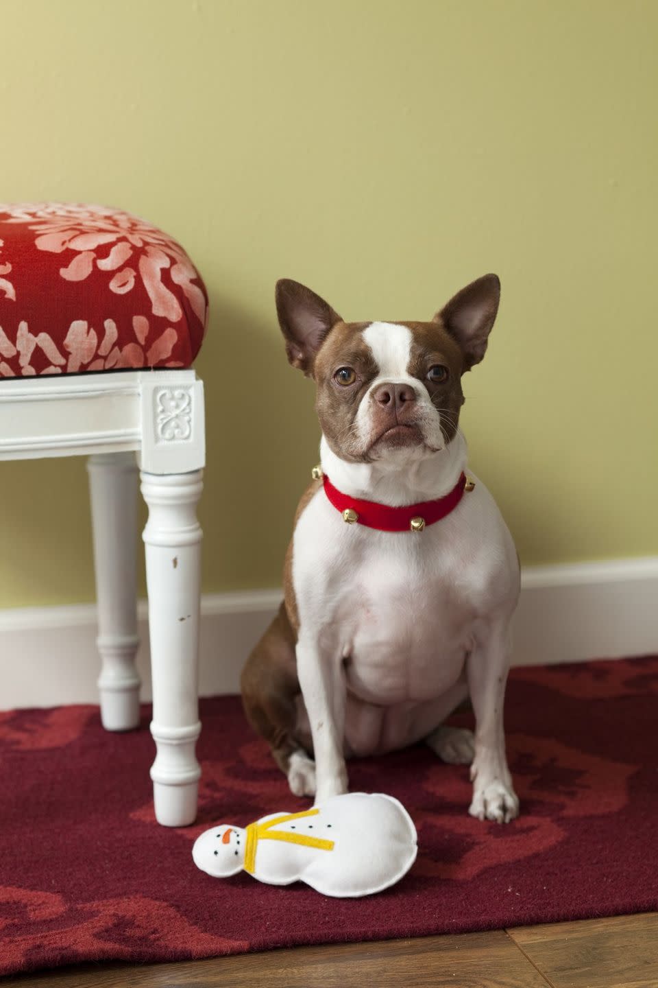 Dog Collar and Snowman Toy