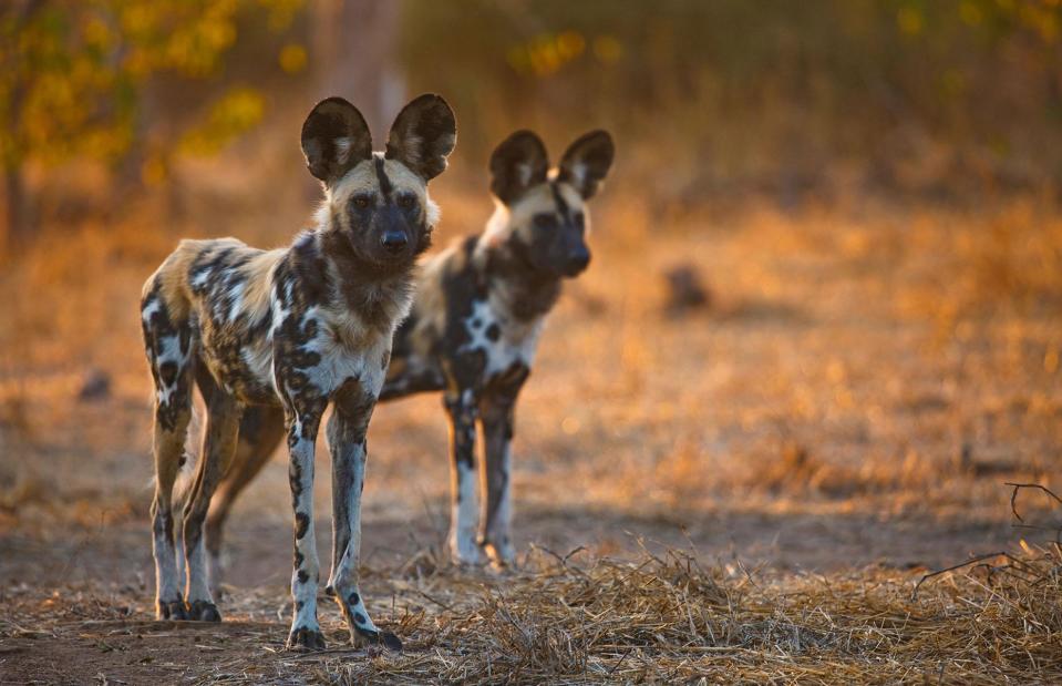 <p>WILDLIFE GmbH/Alamy Stock Photo</p>