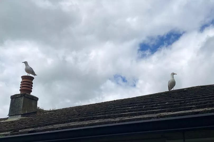 Dive bombing seagulls have had posties running scared in Liskeard