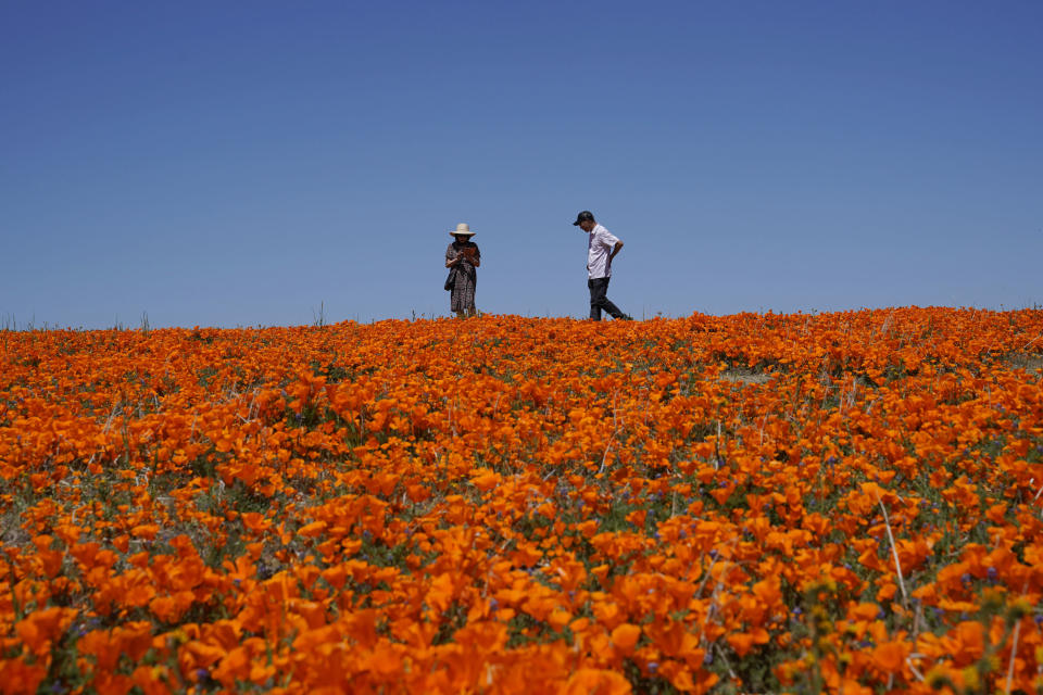 Personas caminan sobre una colina cubierta de flores cerca de la Reserva de Amapolas del Valle Antelope de California, el lunes 10 de abril de 2023 en Lancaster, California. (AP Foto/Marcio Jose Sanchez)