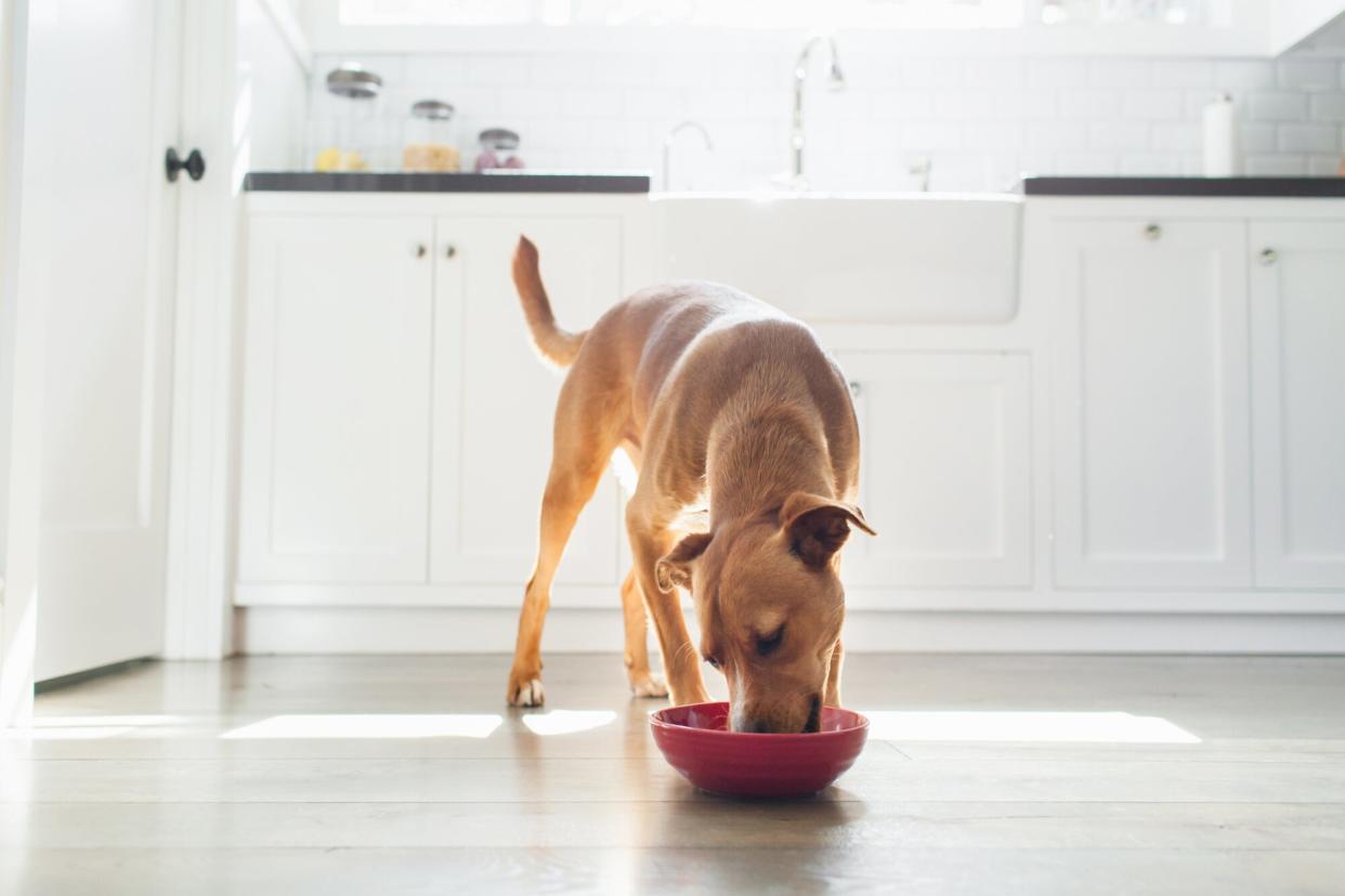 tan dog eats food out of a red bowl in a kitchen