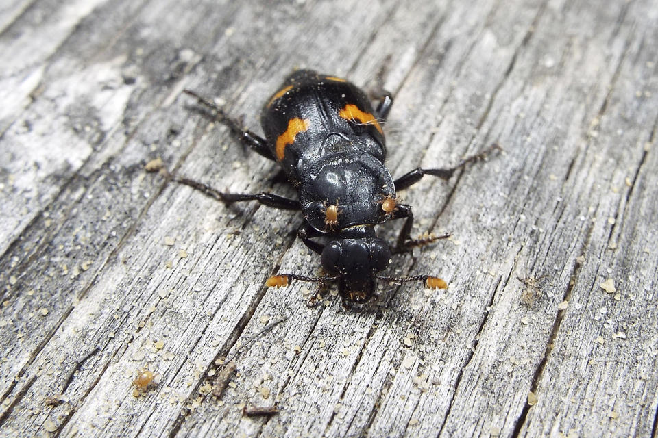 This November 2020 photo provided by Dr. Vanessa R. Lane shows a Nicrophorus orbicollis beetle in Georgia. Burying beetles scout for a dead mouse or bird, dig a hole and bury it, pluck its fur or feathers, roll its flesh into a ball and cover it in goop _ all to feed their future offspring. Now scientists think that goo might do more than just slow down decay. It also appears to hide the scent of the decomposing bounty and boosts another odor that repels competitors. (Vanessa R. Lane via AP)