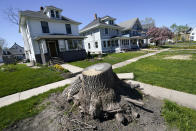 A large tree stump sits in front of homes, Friday, April 30, 2021, in Cedar Rapids, Iowa. A rare storm called a derecho plowed through the city of 130,000 last August with 140 mph winds and left behind a jumble of branches, downed powerlines and twisted signs. Now, city officials, businesses and nonprofit groups have teamed up with ambitious plans to somehow transform what is now a city of stumps back into the tree-covered Midwestern oasis along the Cedar River. (AP Photo/Charlie Neibergall)