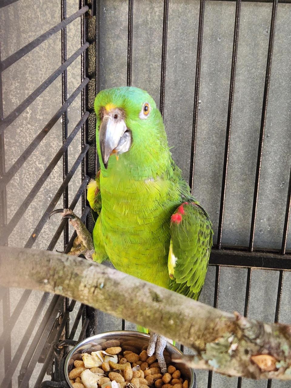 An Amazon parrot named Tiki was among more than 160 birds that were rescued from a Fort Walton Beach home earlier this month after their owner passed away. Tiki was taken in by the Alaqua Animal Refuge and will be available for adoption once it is medically cleared.