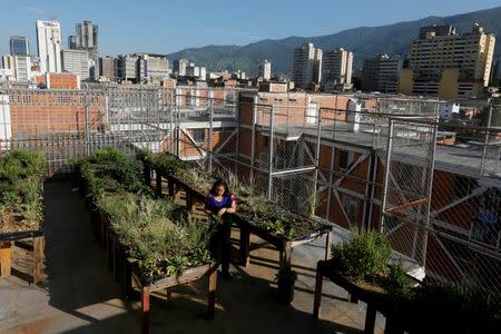 A woman works in an urban garden in the rooftop of a building in Caracas, Venezuela July 19, 2016. Picture taken July 19, 2016. REUTERS/Carlos Jasso