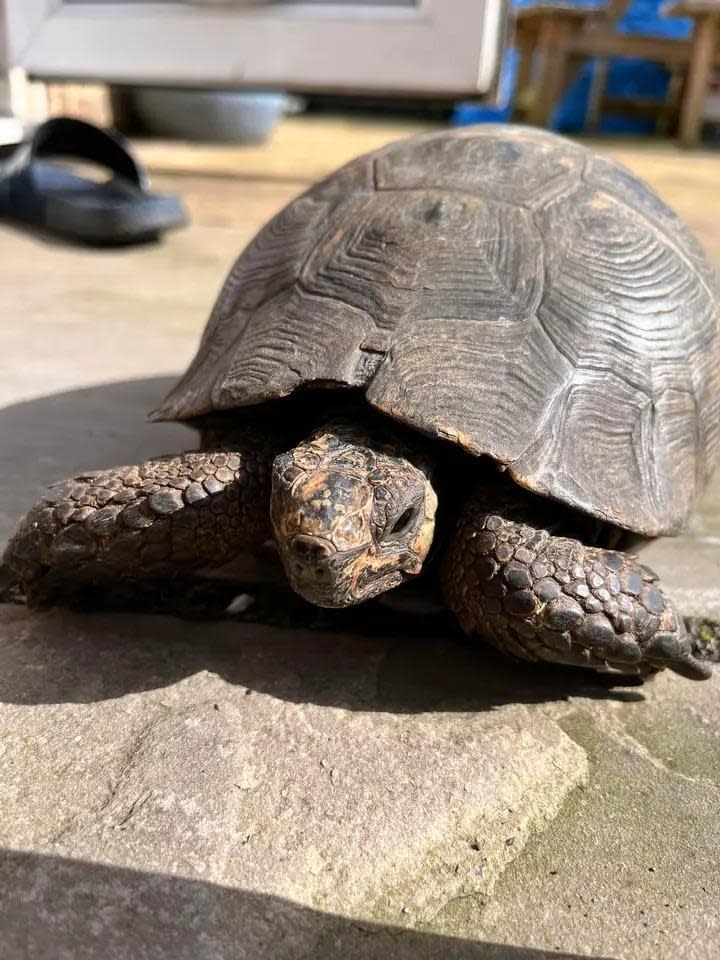 Gazette: Friend - Andrew Wiseman's pet tortoise
