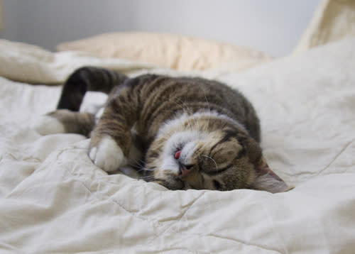 Perhaps the cutest cat in the world cuddles up on the comforter. Courtesy lilbub.com
