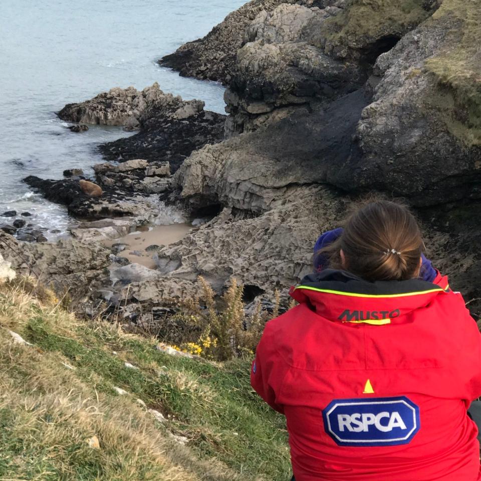 The walrus swam 300 miles to the east to reach a bay in Pembrokeshire, Wales, - PA