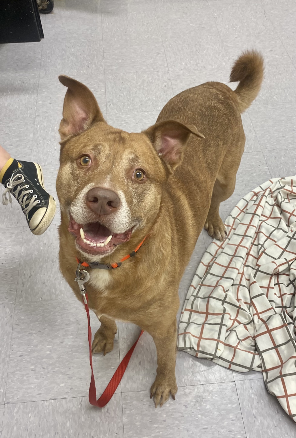 Jeb, one of the dogs available to foster at the Humane Society of Summit County.