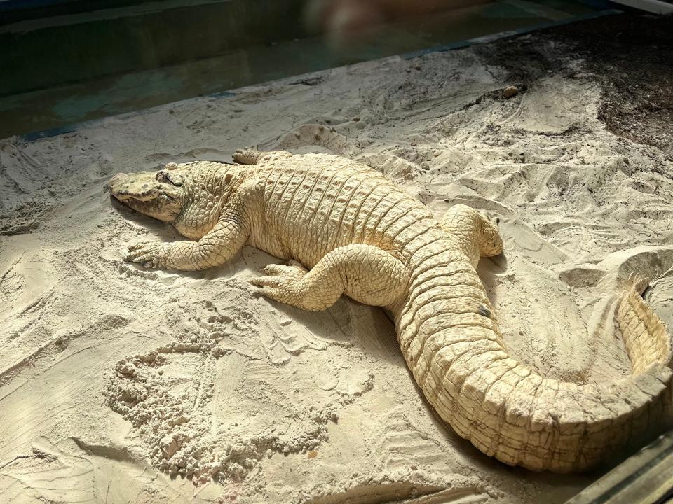 White alligator at Gatorland