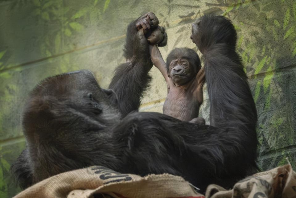 Mother Mjukuu with her new baby (London Zoo)