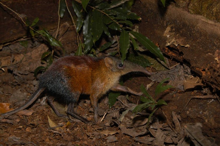 <span class="caption">The grey-faced sengi (<em>Rhynchocyon udzungwensis</em>) was discovered by camera traps in Tanzania.</span> <span class="attribution"><a class="link " href="https://en.wikipedia.org/wiki/Grey-faced_sengi#/media/File:Rhynchocyon_udzungwensis_Tanzania_F._Rovero.jpg" rel="nofollow noopener" target="_blank" data-ylk="slk:F Rovero/Wikipedia;elm:context_link;itc:0;sec:content-canvas">F Rovero/Wikipedia</a>, <a class="link " href="http://creativecommons.org/licenses/by-sa/4.0/" rel="nofollow noopener" target="_blank" data-ylk="slk:CC BY-SA;elm:context_link;itc:0;sec:content-canvas">CC BY-SA</a></span>