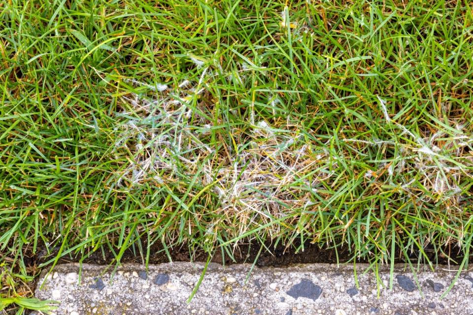 White lawn fungus on grass near a concrete slab.