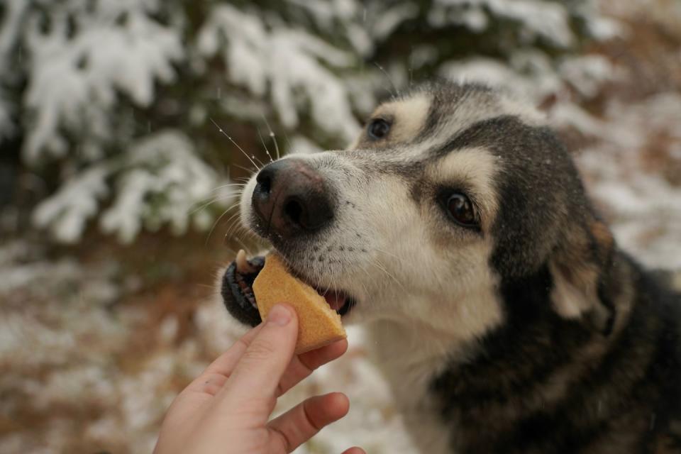 <span class="caption">Pepé enjoying her rations.</span><span class="photo-credit">Blair Braverman</span>