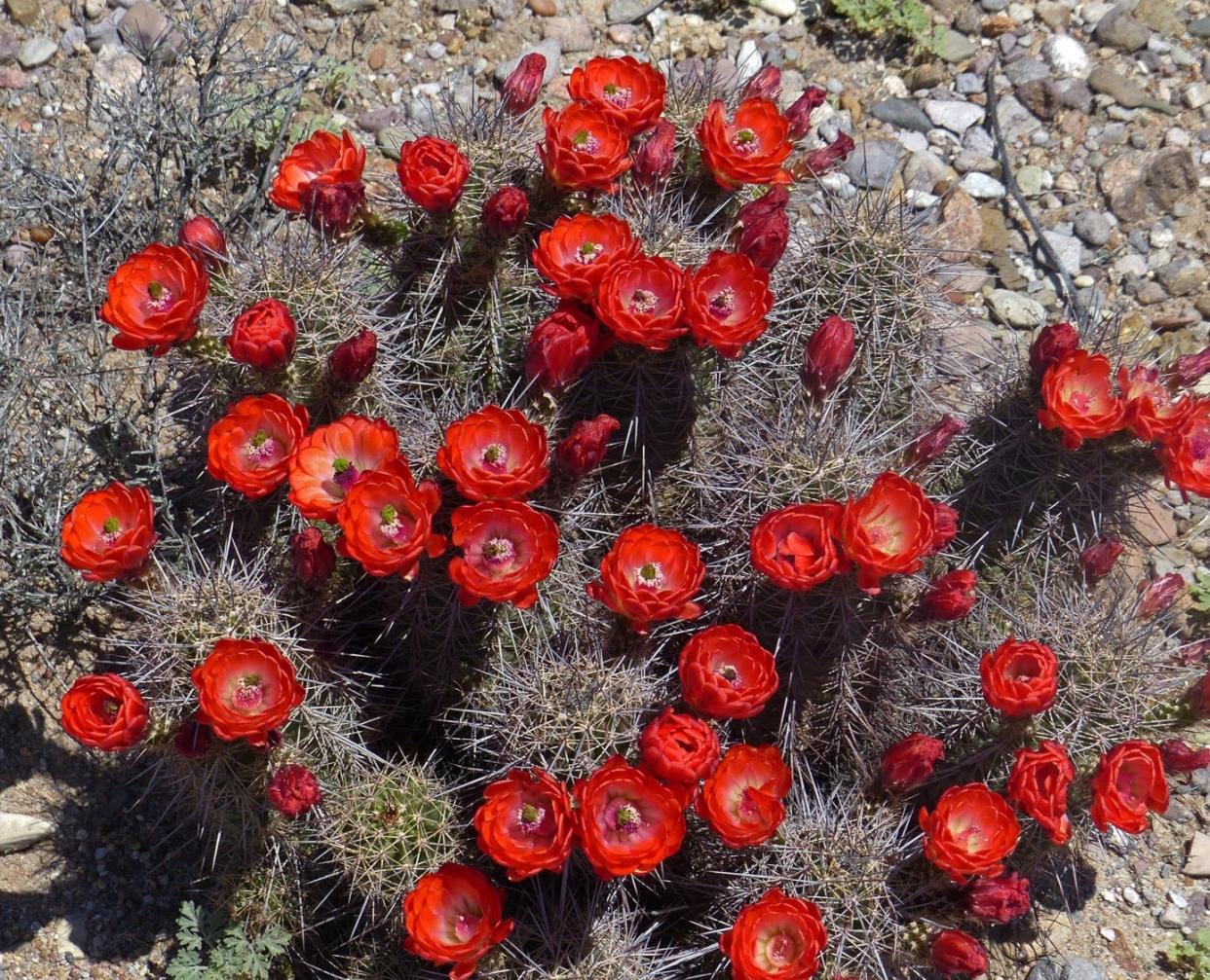 A claret cup cactus shows off its spectacular flowers.