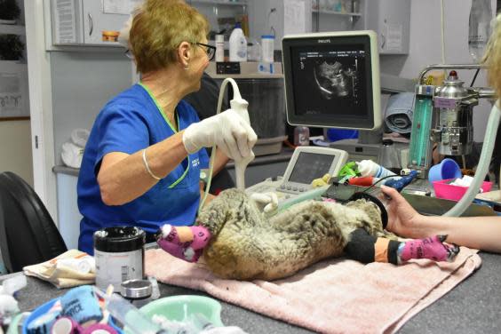 One of the koalas in care at Port Macquarie Koala Hospital (Port Macquarie Koala Hospital)