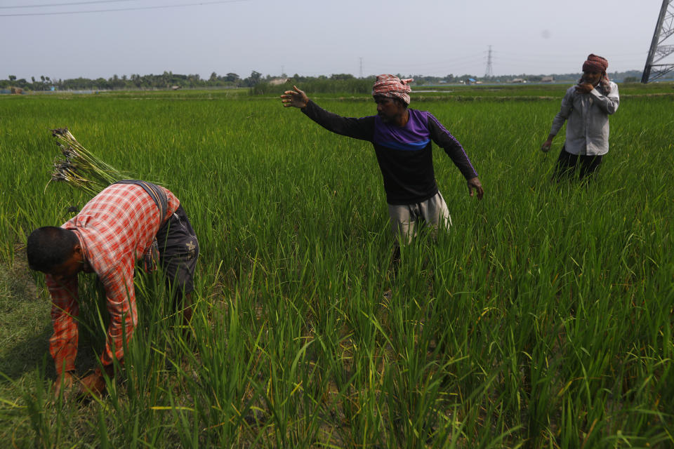 Locals work at the fields at the Sundarbans, the world's largest mangrove forest, near the Maitree Super Thermal Power Project in Rampal, Bangladesh, Wednesday, Oct. 19, 2022. A power plant will start burning coal as part of Bangladesh’s plan to meet its energy needs and improve living standards, officials say. (AP Photo/Al-emrun Garjon)