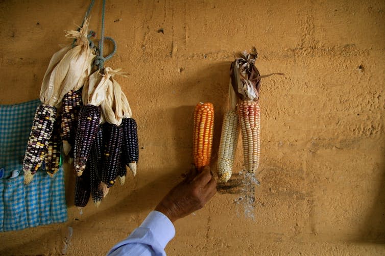 Maize in orange and purple varieties.