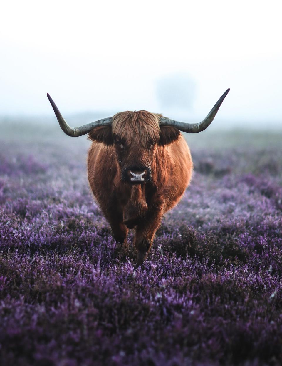 'Misty heather field in full bloom' by @glennanthonie (Netherlands)