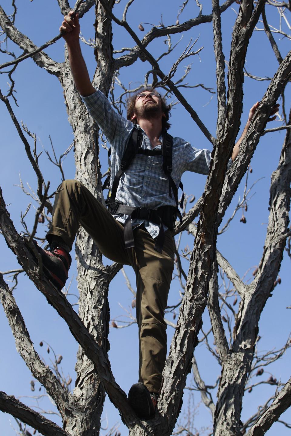 In this Saturday, May 4, 2013 photo, Ethan Welty, co-founder of the urban foraging website fallingfruit.org, climbs a tree looking for edible fruit, at a public park, in Boulder, Colo. Welty's website, which grew out of one of his hobbies, already points the way to more than half a million edible plants in public spaces worldwide, and it is growing. (AP Photo/Brennan Linsley)