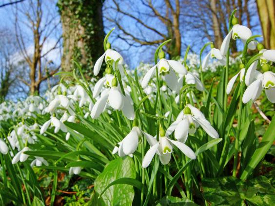 Snowdrops appeared as early as October (Getty/iStock)