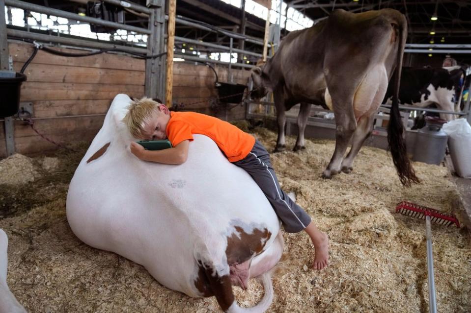 Five-year-old Jack Sawyer, of Dillon, Iowa, lays on the back of a cow in the cattle barn on Aug. 9.<span class="copyright">Charlie Neibergall—AP</span>