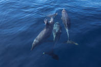 Bottlenose dolphins swim off the coast of Niteroi during a whale-watching tour in Niteroi, Rio de Janeiro state, Brazil, Thursday, June 20, 2024. The whale-watching season has begun for tourists taking part in expeditions to get close to the humpback whales coming from Antarctica in search of warm waters to breed and have their babies. (AP Photo/Silvia Izquierdo)