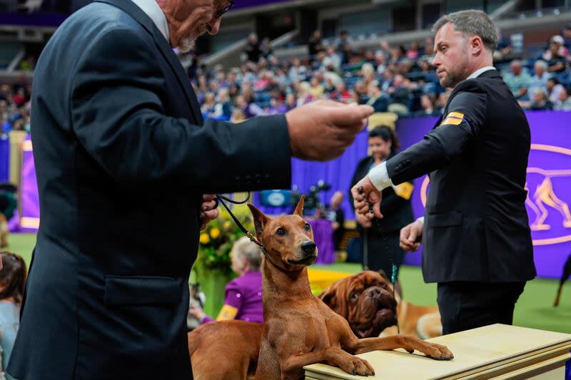 A handler shows his dog a treat during the sporting group competition at the 148th Westminster Kennel Club dog show, Tuesday, May 14, 2024, at the USTA Billie Jean King National Tennis Center in New York. | Julia Nikhinson