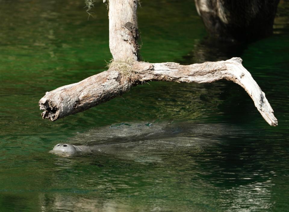 Blue Spring State Park logged a daily count of 705 manatees on Thursday. The park will be open daily through the holiday weekend, including Christmas Eve and Christmas Day.