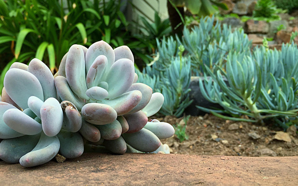 succulents, lawn alternatives