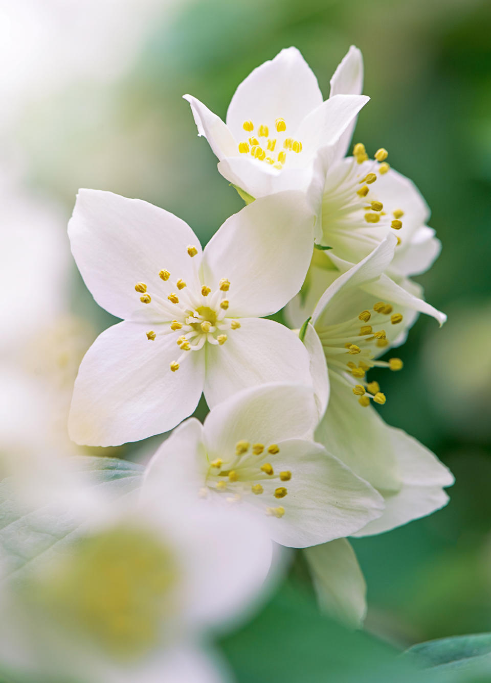 Mock Orange