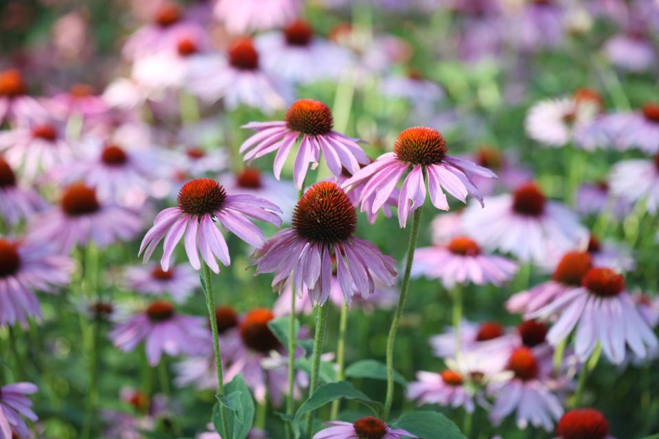 Perennial Flowers To Plan To Grow This Year