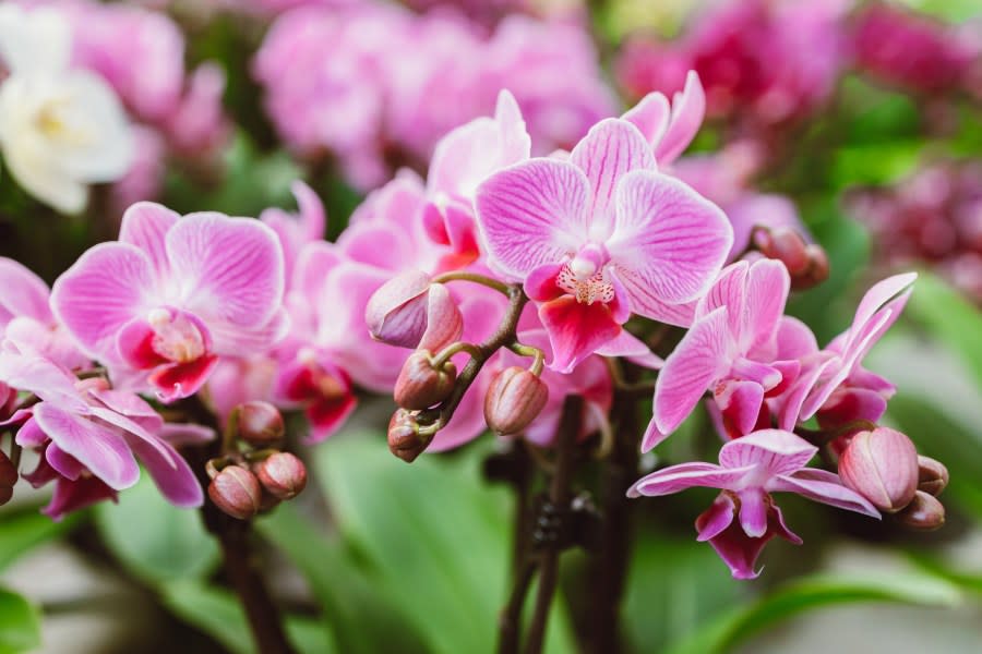 Beautiful pink orchid flowers close up. Selection of plants for decorating rooms. exotic flowers (Elena Medoks – Getty Images)