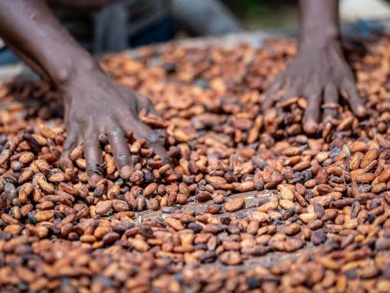 A farmer sorts through raw cocoa beans (Chris Terry)