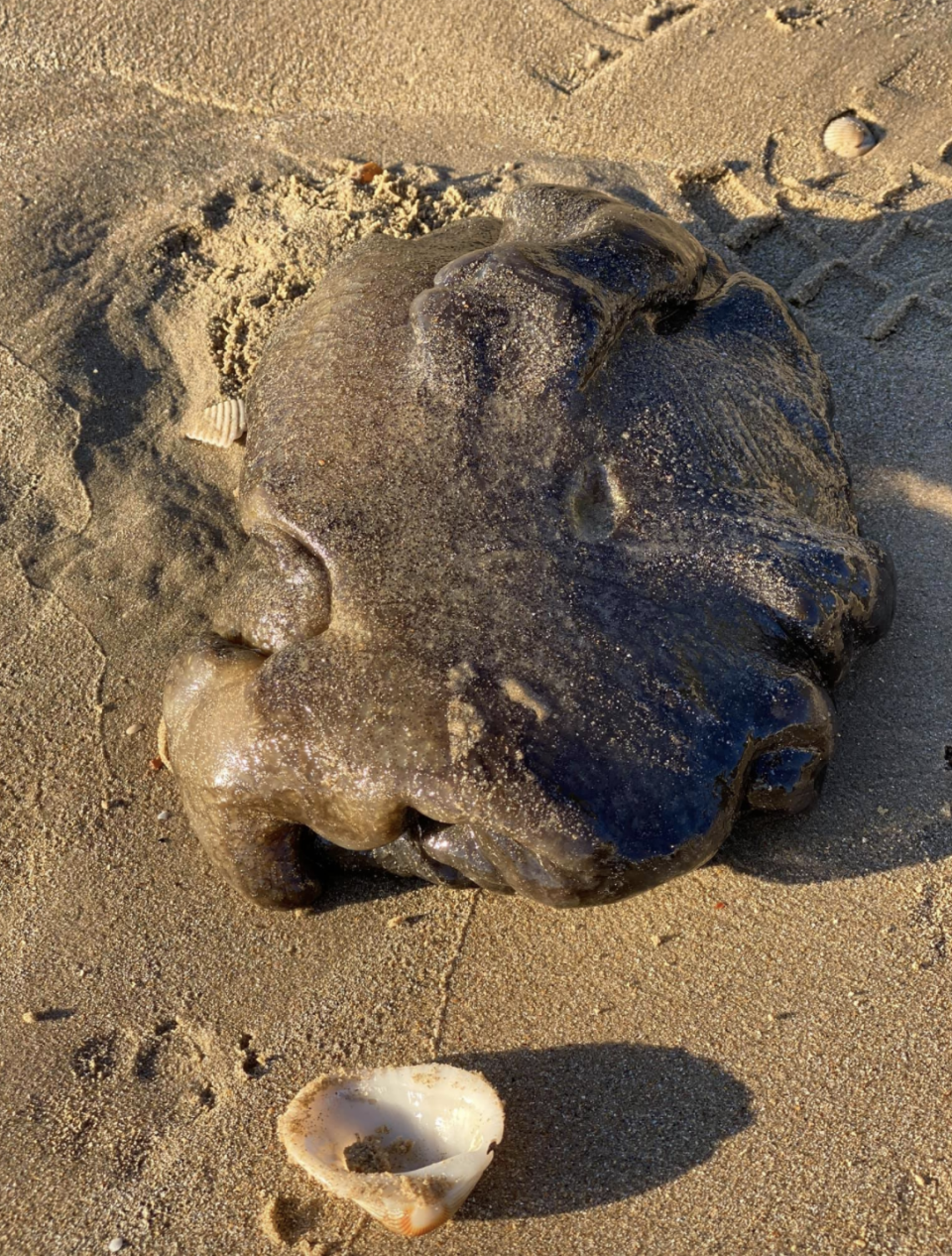 Photo shows a strange creature on a beach in Queensland.