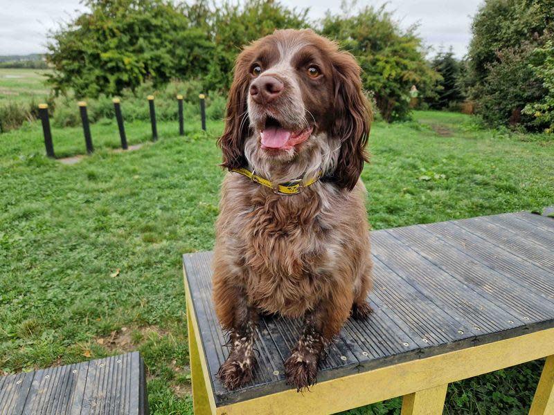 The Northern Echo: Bracken.