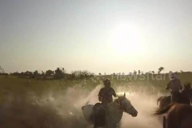 Lion attacks horse safari