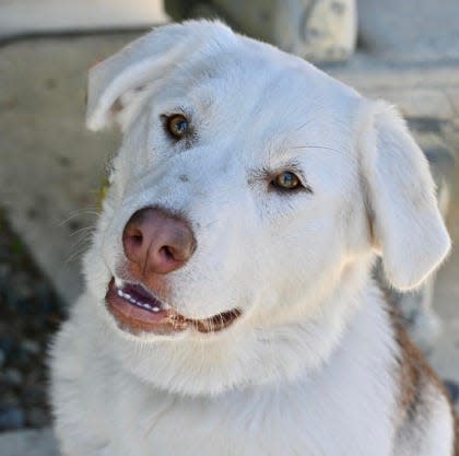 Marigold is a large mixed-breed dog available for adoption at Oregon Coast Humane Society.